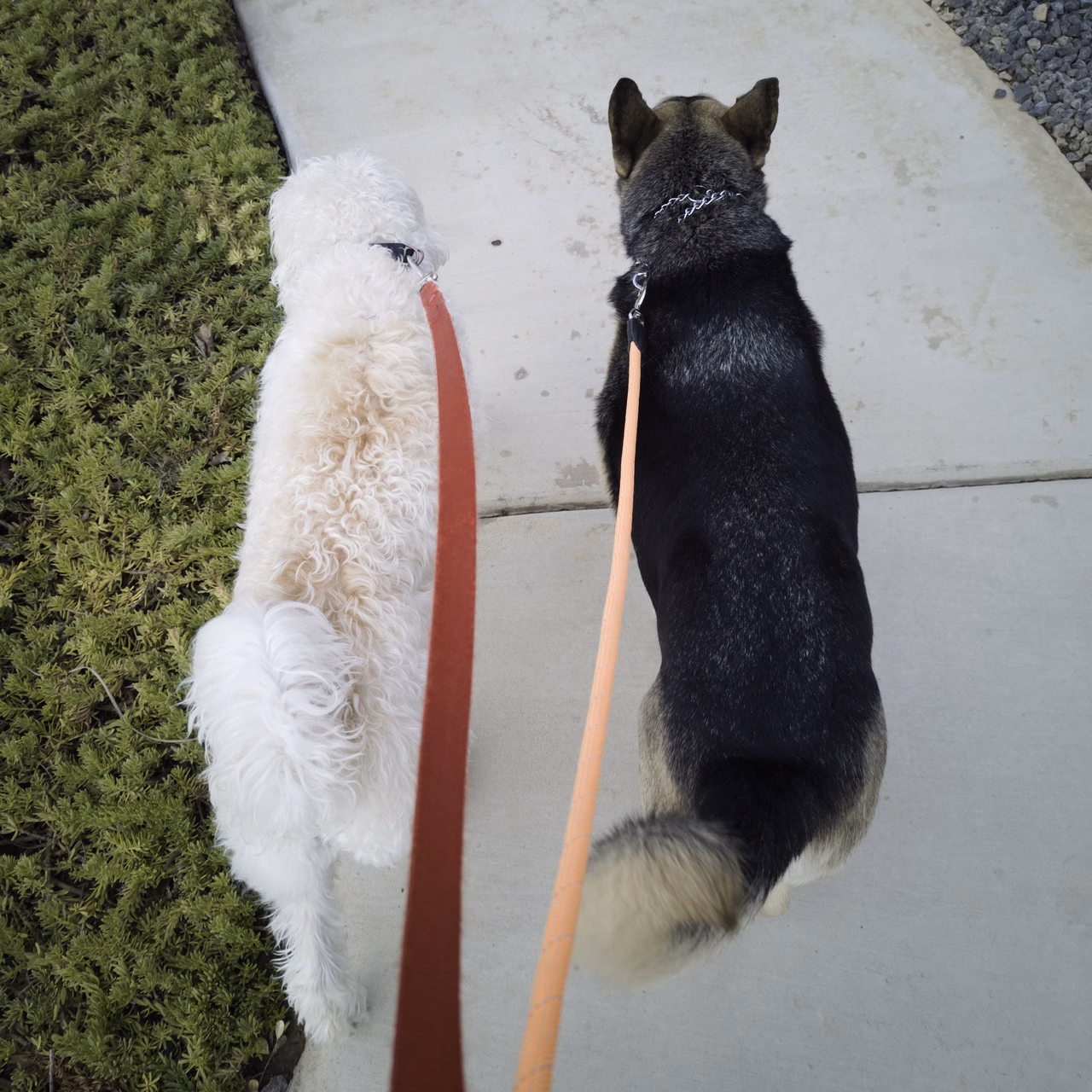 Chance walking with Stormy